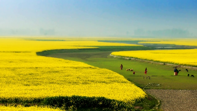Bangladesh travel documents