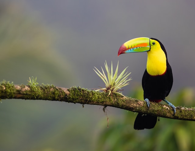 Costa Rica travel documents