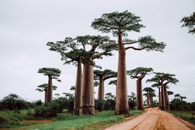 Madagascar travel documents